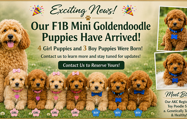 New F1B Mini Goldendoodle Puppies Have Arrived: Meet Our 3 Boys & 4 Girls