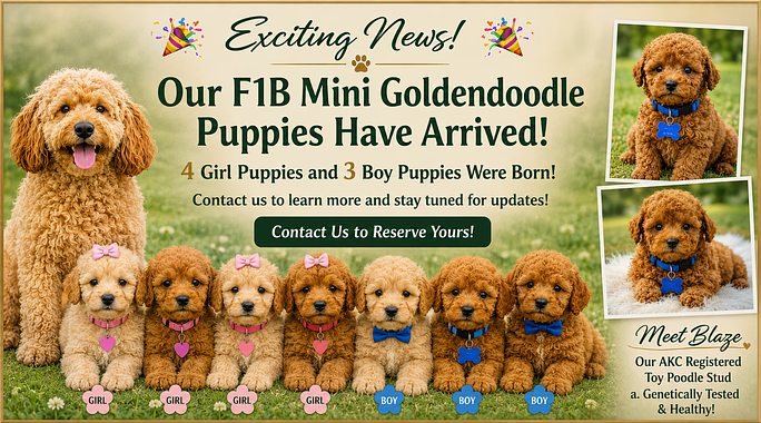 New F1B Mini Goldendoodle Puppies Have Arrived: Meet Our 3 Boys & 4 Girls
